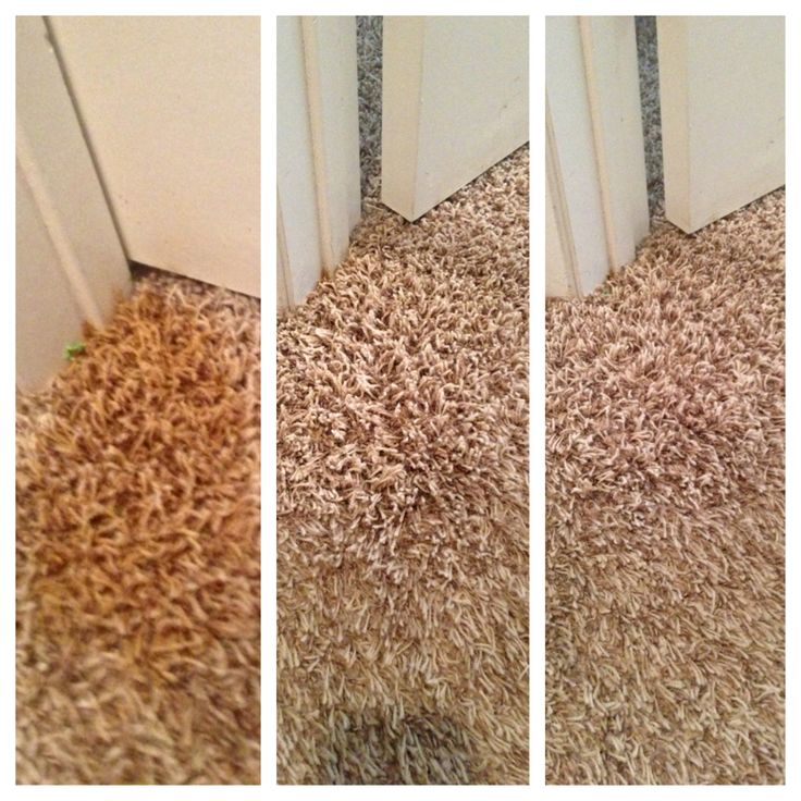How To Clean Carpets With Baking Soda Lets See Carpet New Design How To Clean A Carpet With Bicarbonate Of Soda Functionalities Net
